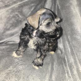 Girl 1 - Salt and pepper female Miniature Schnauzer puppy in Calera, Alabama from Burnett Cove Kennels