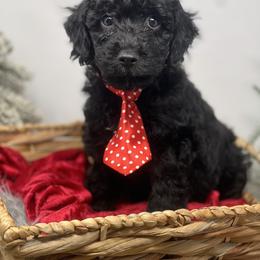 COAL - Black male Goldendoodle puppy in Watertown, New York from True Friend Doodles