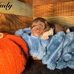 Judy - White and brown female Newfoundland puppy in Tully, New York from Bear Paw Newfoundlands