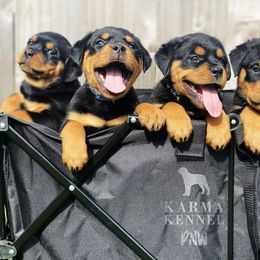 Rottweiler Puppies from KarmaKennelPNW