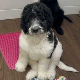 Beach Bum - Black female Labradoodle puppy in Chesterfield County, Virginia from Doodling Around