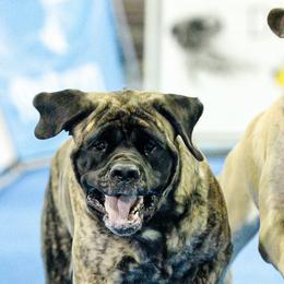 Mastiffs from Bittersweet Lane Mastiffs