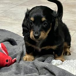 Dachshund Puppies from ATR Dachshunds