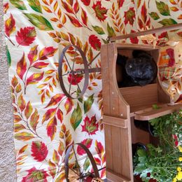 Miniature Schnauzer Puppies from Camp Creek Schnauzers