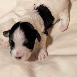 Havanese Puppies from Endearing Havanese