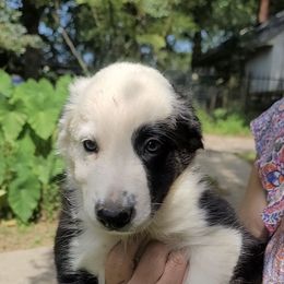 Butch - Black and white male Border Collie puppy in Goldston, North Carolina from Bordercolliecouple