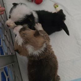 American Corgi Puppies from Whitecreek Corgis of Columbus, IN