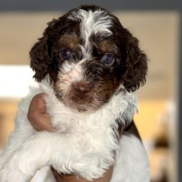 Aussiedoodle, Bernedoodle, Goldendoodle, and Poodle Puppies from Vallevistadoodles