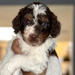Aussiedoodle, Bernedoodle, Goldendoodle, and Poodle Puppies from Vallevistadoodles