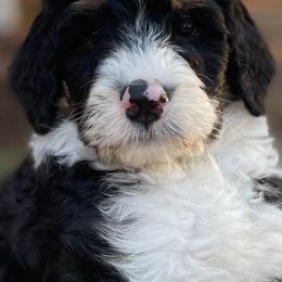Bernedoodles from Crossgate Doodles