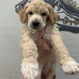 Oz - Apricot male Poodle puppy in Chino Valley, Arizona from Whiskey Row Royals