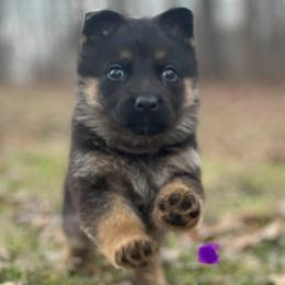 Purple girl - Black and red female German Shepherd puppy in Worthington, Indiana from Aus Gerstbrei German Shepherds