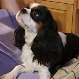 Dixie - Cavalier King Charles Spaniel