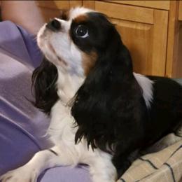 Dixie - Cavalier King Charles Spaniel
