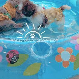 Shih Tzu Puppies from Arizona Sunrise Shih Tzus