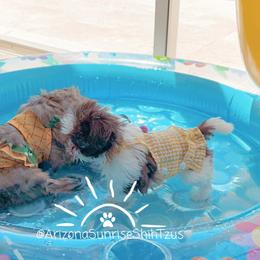 Shih Tzu Puppies from Arizona Sunrise Shih Tzus