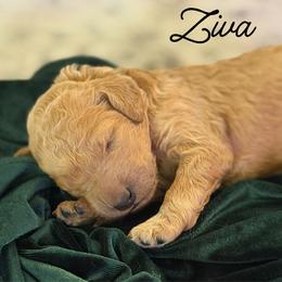 Ziva - Apricot female Poodle puppy in Brooksville, Florida from Ariella Standard Poodles & Chinese Cresteds
