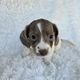 Bambi - Piebald female Dachshund puppy in Washburn, Tennessee from Broken Arrow Miniature Dachshunds