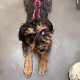 Assorted Doodle Crosses, Aussiedoodle, and Australian Shepherd Puppies from Junipersdoodles