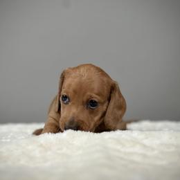 Bumblebee - Red male Dachshund puppy in Thornton, Colorado from Donna’s Dachshunds