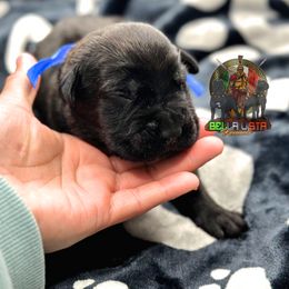 Drogon - Black brindle Cane Corso puppy in Justin, Texas from Bella Vista Kennels