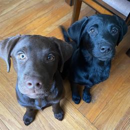 Labrador Retriever Puppies from Blackwoods Labradors