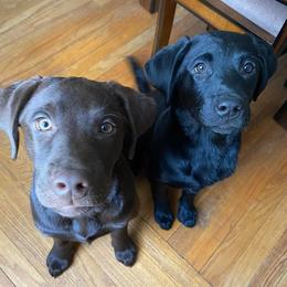 Labrador Retriever Puppies from Blackwoods Labradors