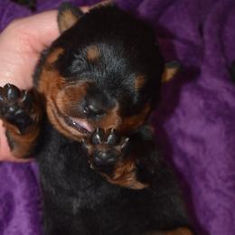 Vista - Black and mahogany female Rottweiler puppy in Catawissa, Pennsylvania from Sharp Ridge Rottweilers