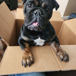 Suki - Bulldog