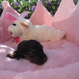 Blossom- Price 2,210 - Brindle female Dachshund puppy in Bristol, Tennessee from It's Mini Wieners Baby