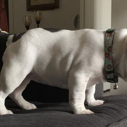 French Bulldog Puppies from De Lux Frenchies