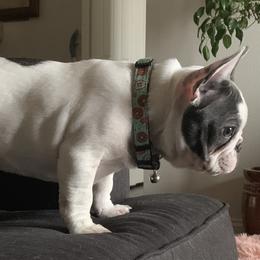 French Bulldog Puppies from De Lux Frenchies