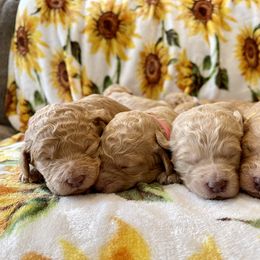 Goldendoodle and Labradoodle Puppies from Jessica Henry