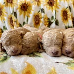 Goldendoodle and Labradoodle Puppies from Jessica Henry