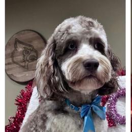 Sherman - Cockapoo