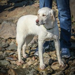 Labrador Retrievers from Brazil’s Elite Labradors