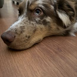 Waylon - Australian Shepherd