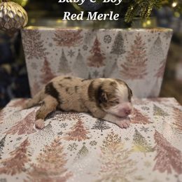 Baby C-Green - Red merle male Miniature Australian Shepherd puppy in Vidor, Texas from Magnolia Mini Aussies with Tails