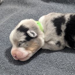Green collar male - Blue merle and white male American Corgi puppy in Loretto, Kentucky from Duncan's Border Collies
