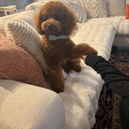 Goldendoodle All Grown Up from Lucky Heart TeddyBear Goldendoodles