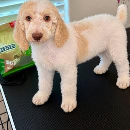 Waffles - Red Boy - Parti male Poodle puppy in Surprise, Arizona from Gentle Paw Poodles and Doodles