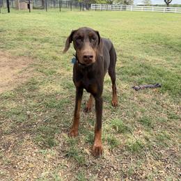 Reese - Red and rust female Doberman Pinscher puppy in Boyd, Texas from Team Feem Breeders