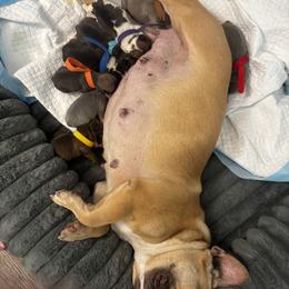 French Bulldog puppies from Brightest Days Ahead