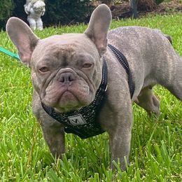 Charm - French Bulldog