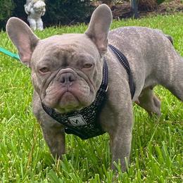 Charm - French Bulldog