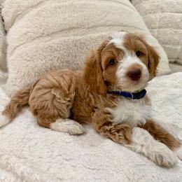 Biscuit - Parti male Goldendoodle puppy in Cleburne, Texas from Doodles of the Brazos