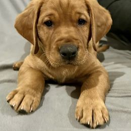 Labrador Retriever Puppies from West Wind Farm’s Labradors & Livery