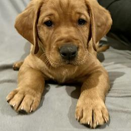 Labrador Retriever Puppies from West Wind Farm’s Labradors & Livery