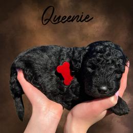 Queenie - Black female Whoodle puppy in Knoxville, Tennessee from Fleury Farm Doodles TN