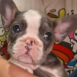 French Bulldog puppies from A&B 4ever Frenchies
